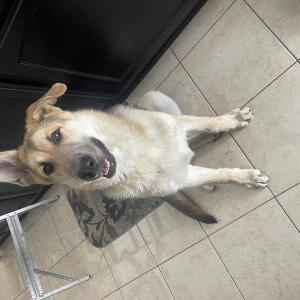 Found Dog german shepard