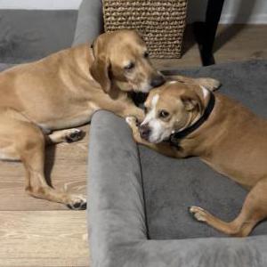 Lost Dog Bentley