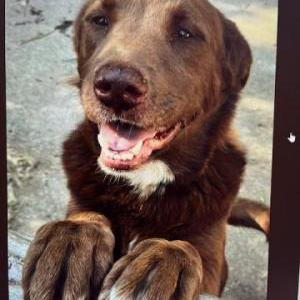 Lost Dog Sheila