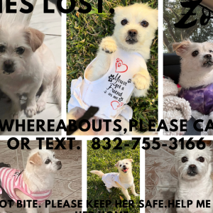 Lost Dog Zoee