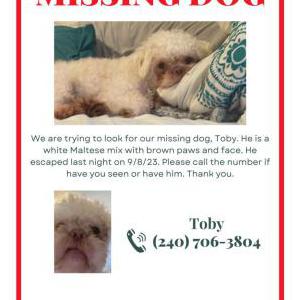 Lost Dog Toby