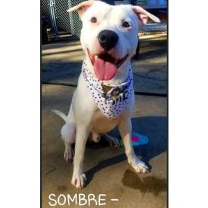 Lost Dog Sombre