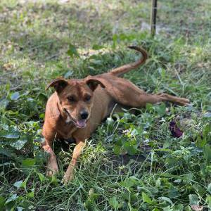 Image of Maya, Lost Dog