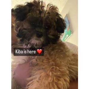 Lost Dog Kiba