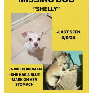 Lost Dog Shelly