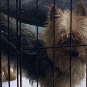 Lost Dog Deuce