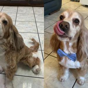 Lost Dog Lui