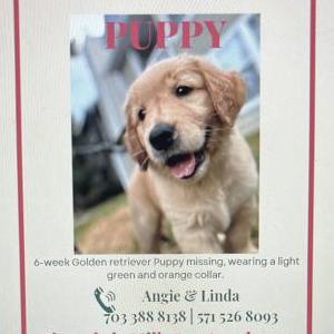 Lost Dog Milly