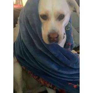 Lost Dog Spring