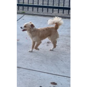 Lost Dog Fluffy