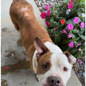 Found Dog Unknown