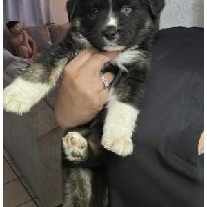 Image of Rocky, Lost Dog