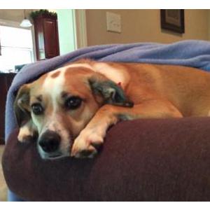 Image of Jessie, Lost Dog