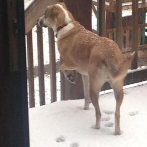 2nd Image of Jessie, Lost Dog