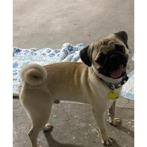 Image of Diego, Lost Dog