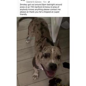 Lost Dog Smokey