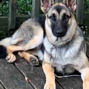 Lost Dog Cocoa