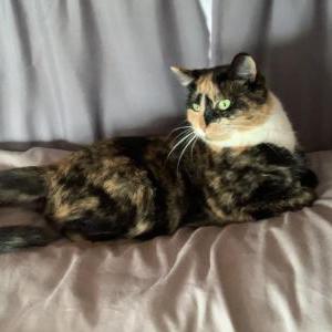 Image of Unknown, Found Cat