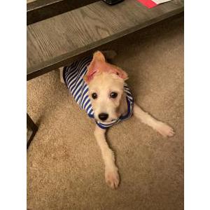 Image of Meno, Lost Dog