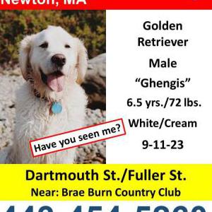 Lost Dog Genghis