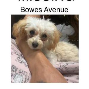 Lost Dog Dolly Cassidy