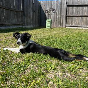 Lost Dog Dixie