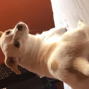 Image of Luna Snow aka Snowie, Lost Dog