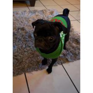 Image of Seven, Lost Dog
