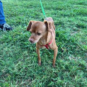 Found Dog Unknown