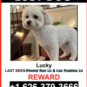 Lost Dog Lucky