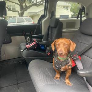 Lost Dog Max