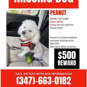 Lost Dog PEANUT