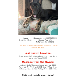 Lost Dog leo