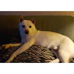 Lost Dog Julius