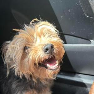 Lost Dog Reese