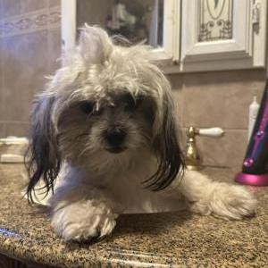 Image of Priscila or Princess, Lost Dog