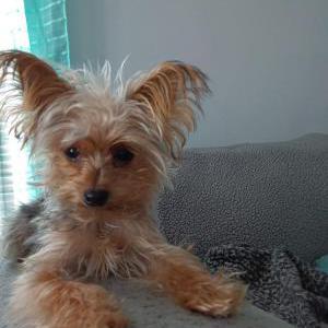 Lost Dog Maya De Leon