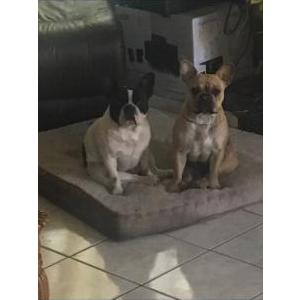 Lost Dog 2 French bulldogs