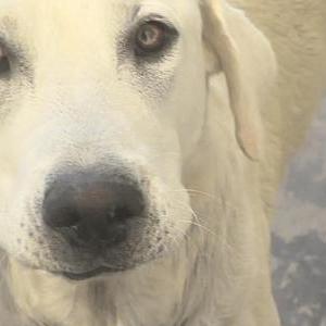 Image of Max, Lost Dog