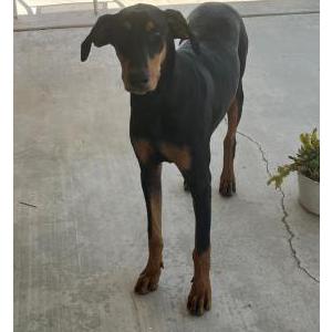 Image of Unknown, Found Dog