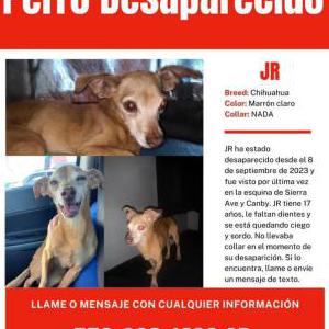 Lost Dog JR 16 yr toothless