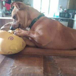 Lost Dog Brownie