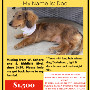 Lost Dog Doc