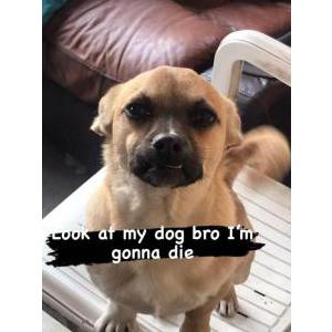 Image of Ness, Lost Dog
