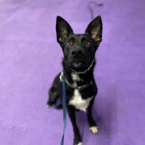 Lost Dog Tundra (Bubba)