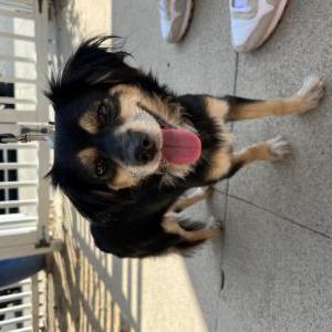 Image of Unknown, Found Dog
