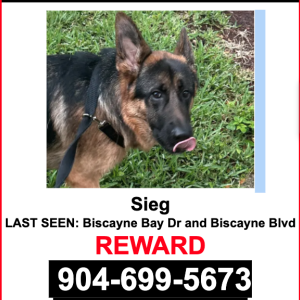 Image of Sieg, Lost Dog