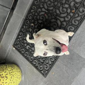 Image of unknown, Found Dog