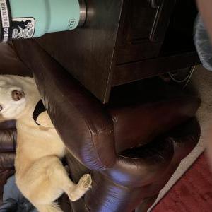 Lost Dog Sitka