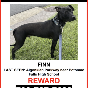 Lost Dog FINN